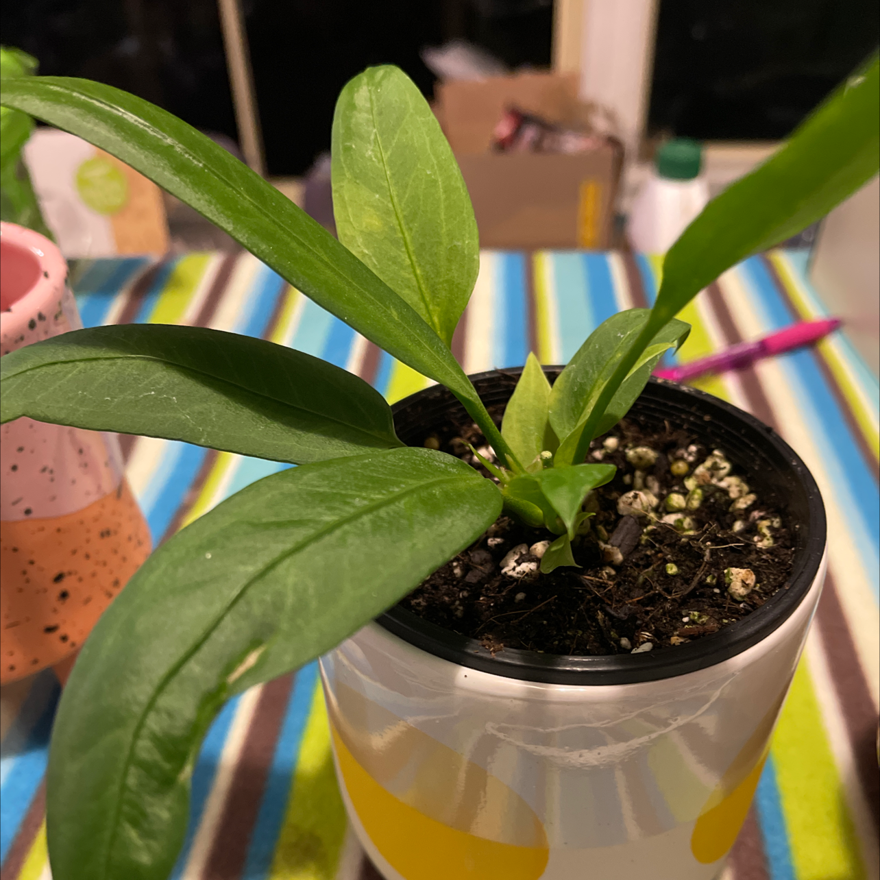 Potted Anthurium vittariifolium plant with healthy green leaves and visible soil.