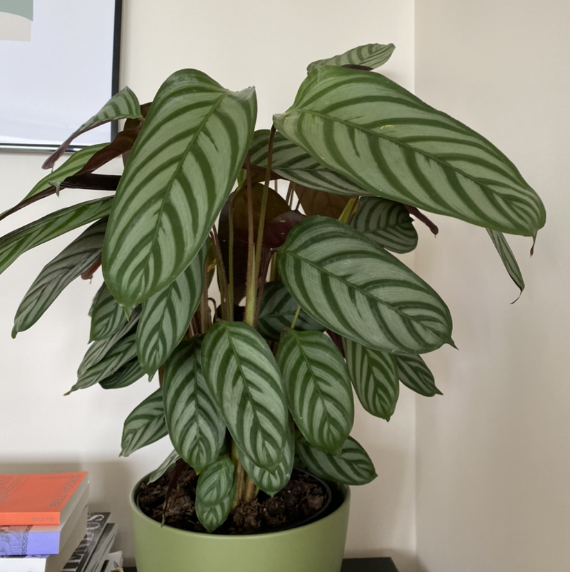 Photo of the plant species Never Never Ctenanthe by @supersuzie named Calathea on Greg, the plant care app