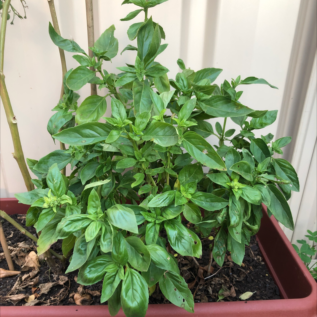 Sweet Basil plant photo by @plantmumcourts named Basil on Greg, the plant care app.