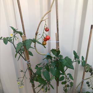 Tomato Plant plant photo by @plantmumcourts named Tomato on Greg, the plant care app.