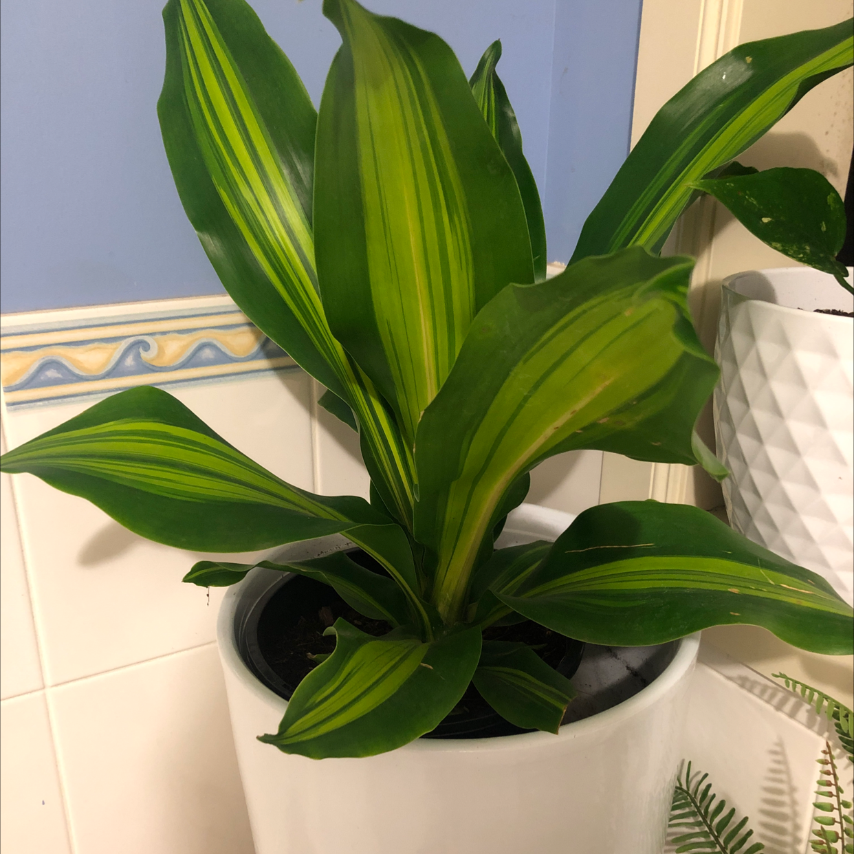 Dracaena 'Golden Heart' plant in a white pot with vibrant green and yellow variegated leaves.