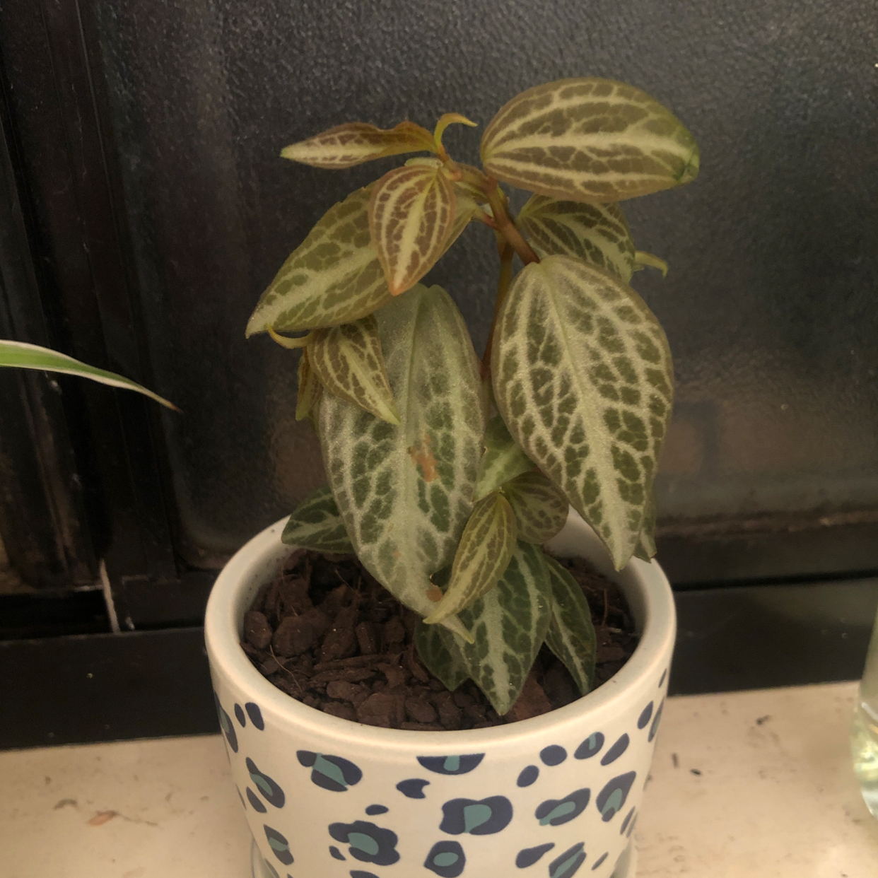 Photo of the plant species Peperomia trinervis by @plantmumcourts named Lola on Greg, the plant care app
