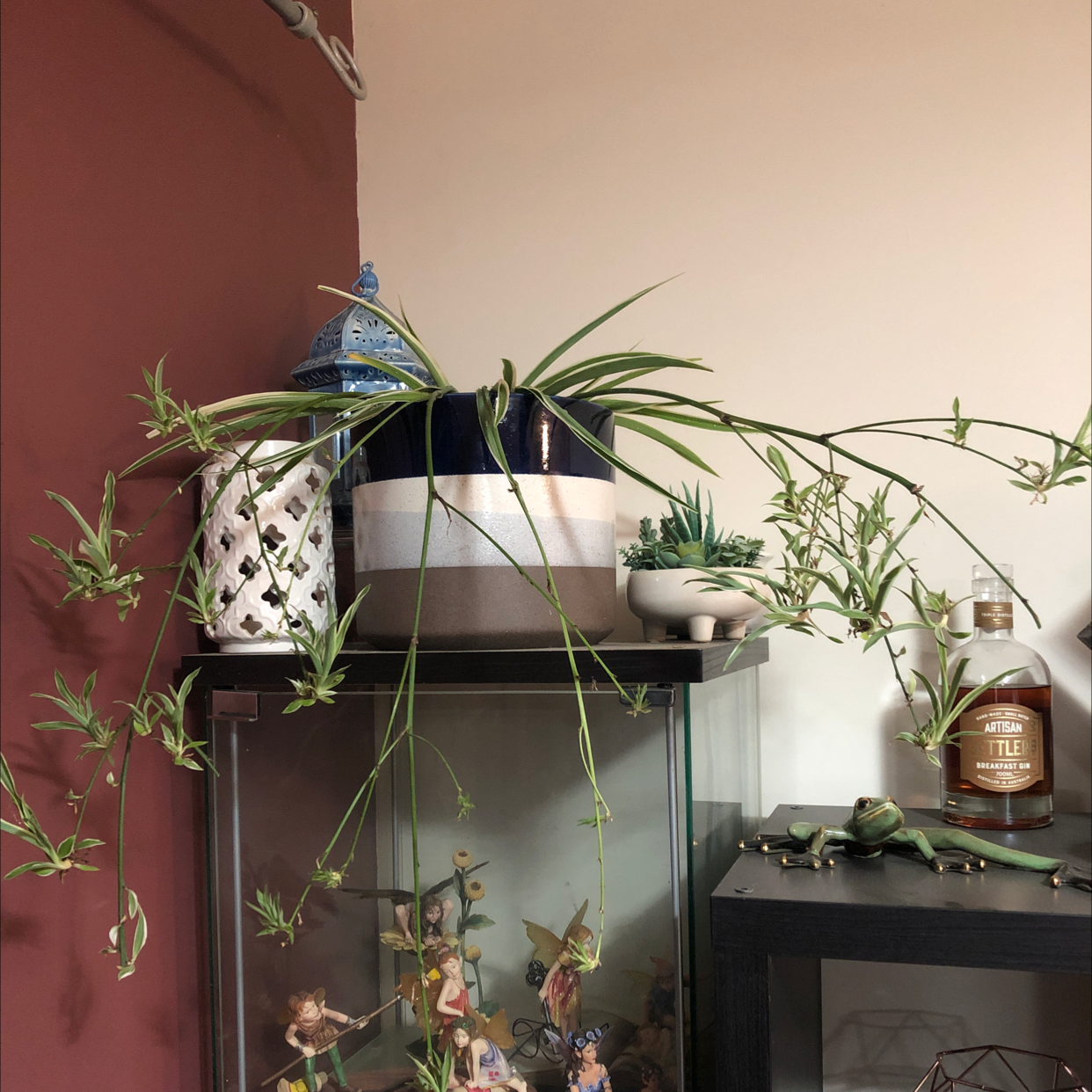 Spider Plant plant photo by @plantmumcourts named Florence on Greg, the plant care app.