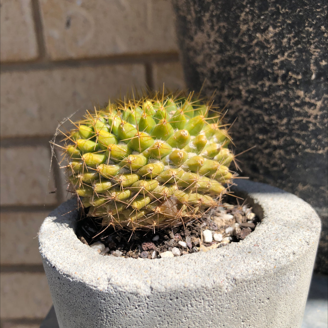 Spiny Pincushion Cactus in a concrete pot with some yellowing.
