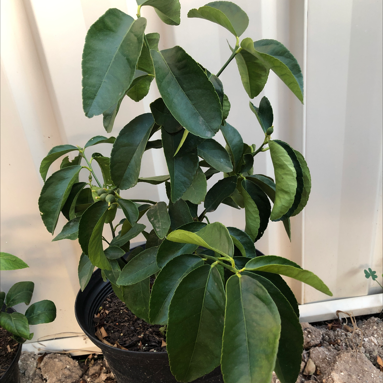 Makrut Lime plant in a black pot with healthy green leaves.