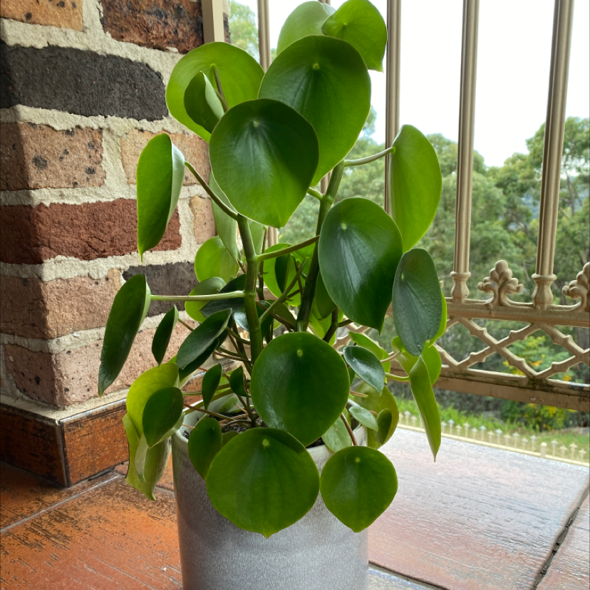 Photo of the plant species Raindrop Peperomia by @kamryn named raindrop on Greg, the plant care app