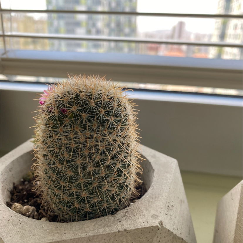 Photo of the plant species Mammillaria supraflumem reppenhagen by Irmak named Vincent Nemesis on Greg, the plant care app