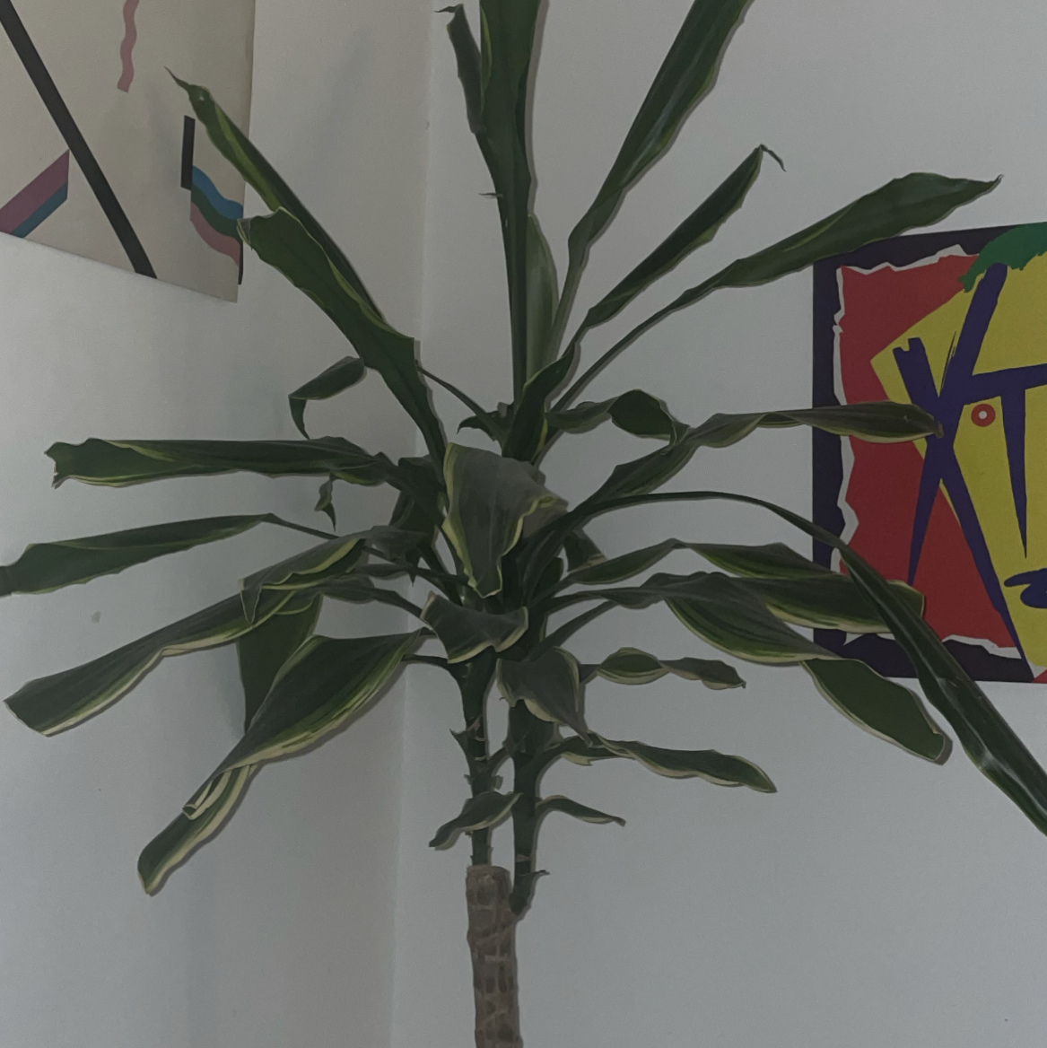 Photo of the plant species Large-Leaved Dragon Tree by @sophiesprouts named Karl on Greg, the plant care app
