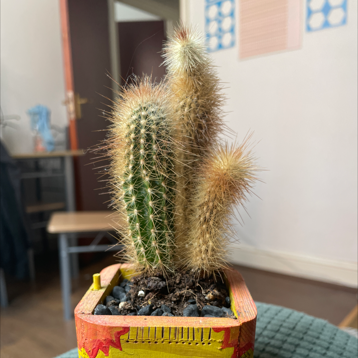 Photo of the plant species Kingcup Cactus by @sophiesprouts named Athena on Greg, the plant care app