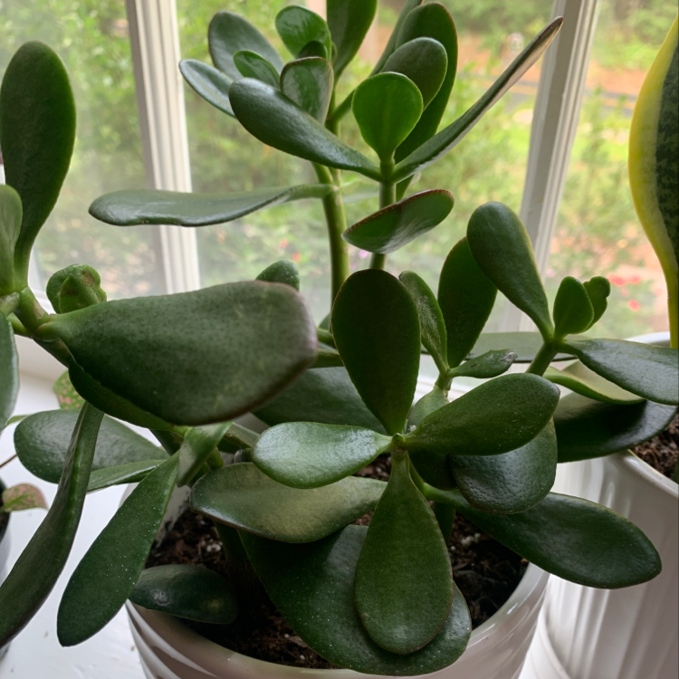 Healthy Jade plant with thick, fleshy leaves in a white pot.