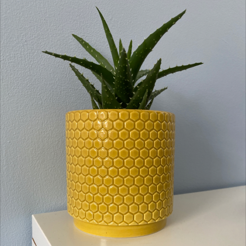 Aloe vera plant photo by @cerysbessell named Plato on Greg, the plant care app.