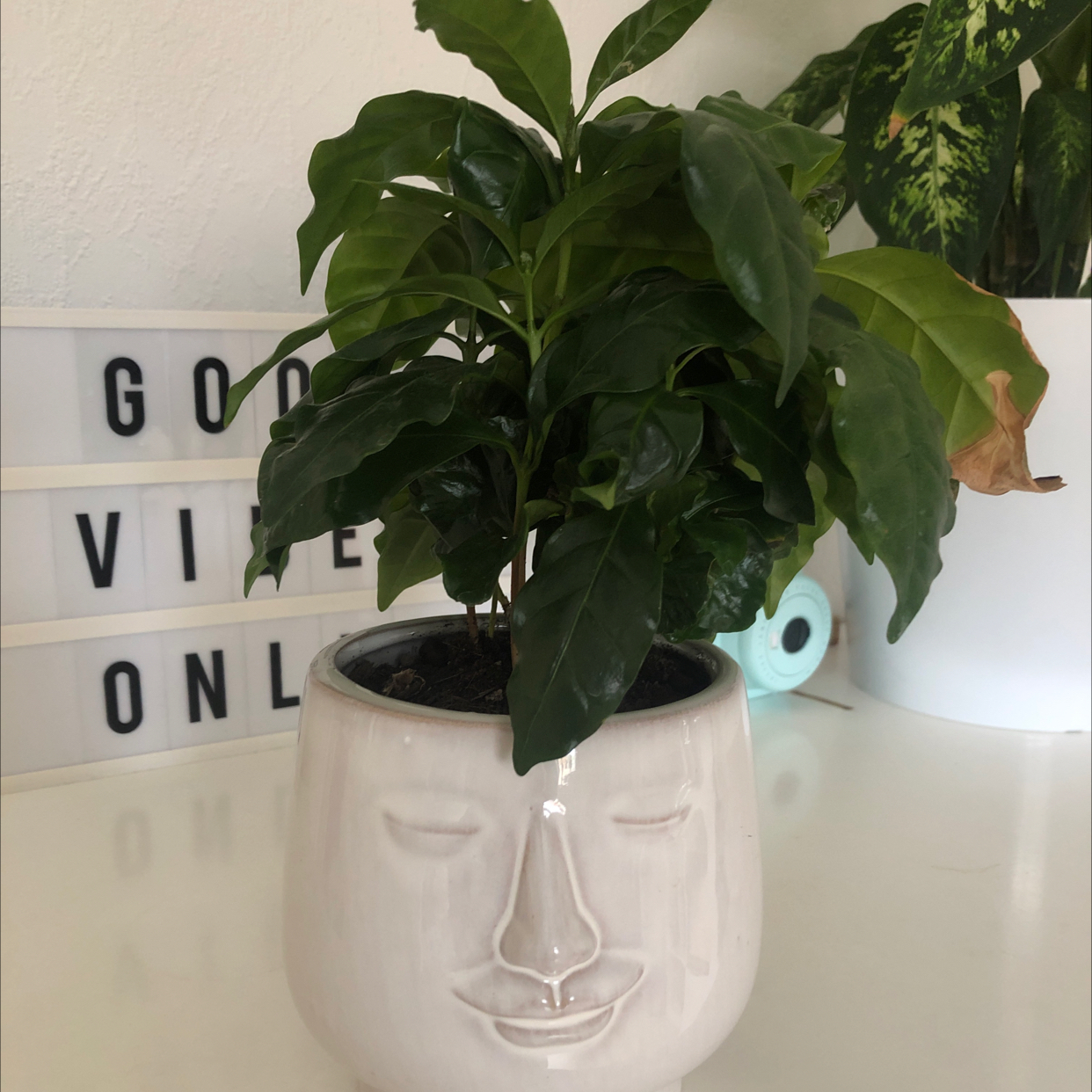 Arabian Coffee Plant plant photo by @majaandplants named ☕️ on Greg, the plant care app.