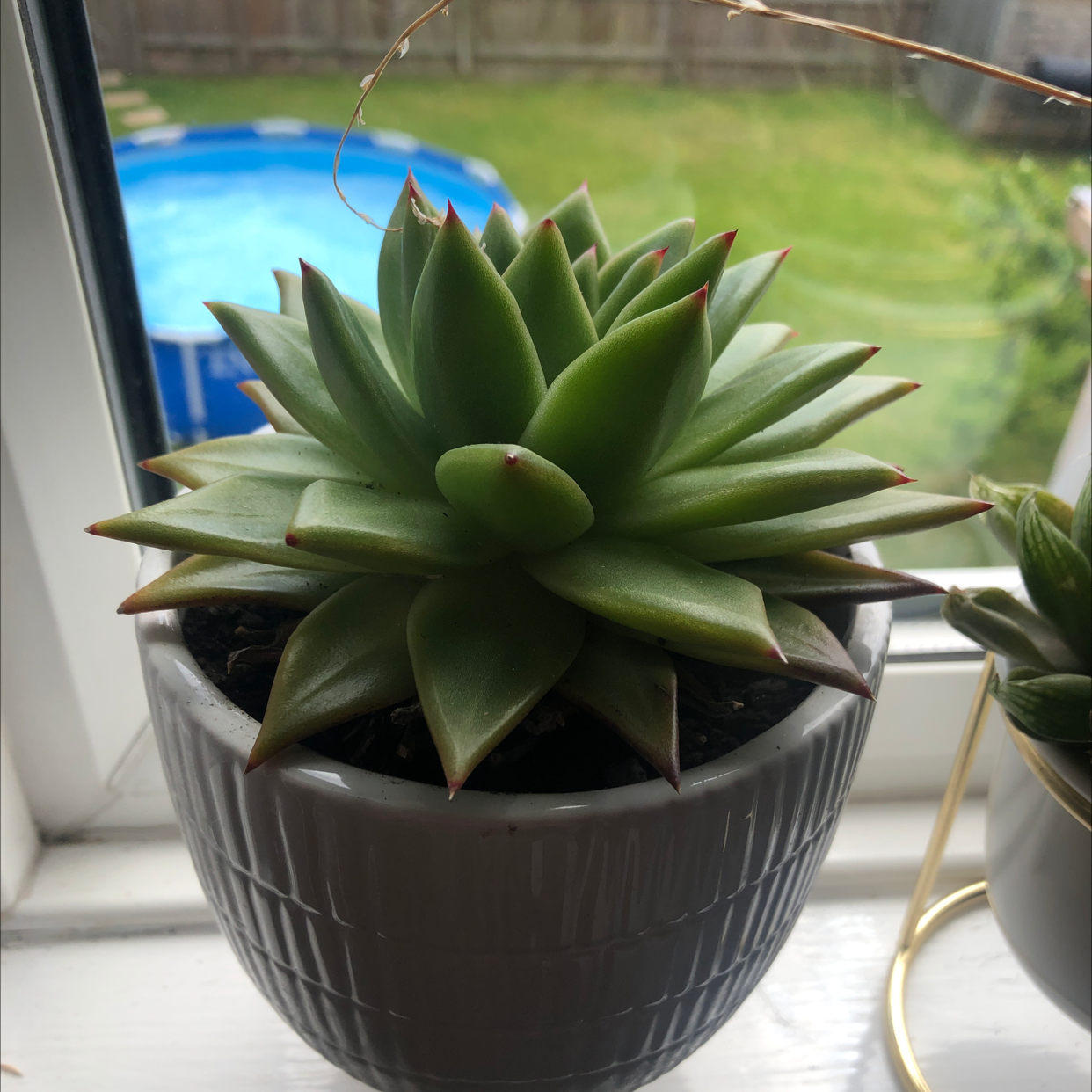 Lipstick Echeveria plant photo by @majaandplants named Leo on Greg, the plant care app.