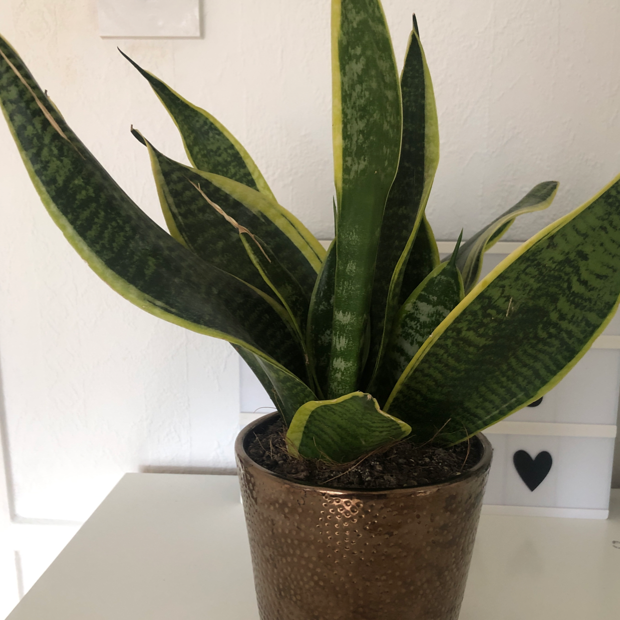 Snake Plant plant photo by @majaandplants named Immortal on Greg, the plant care app.