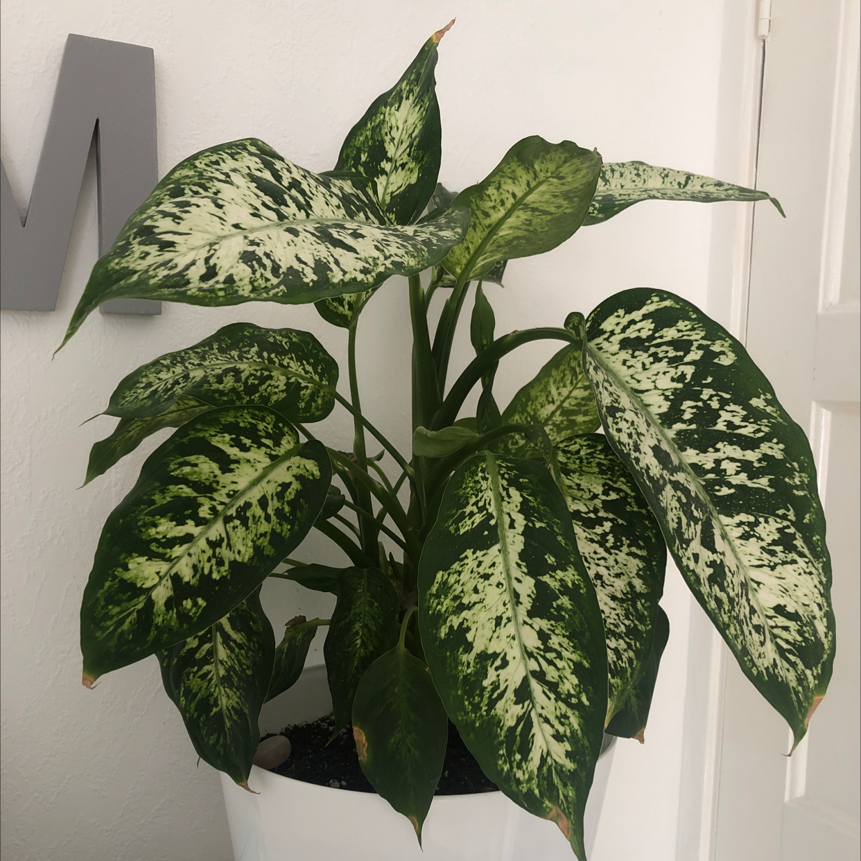 Dieffenbachia plant photo by @majaandplants named Lech on Greg, the plant care app.