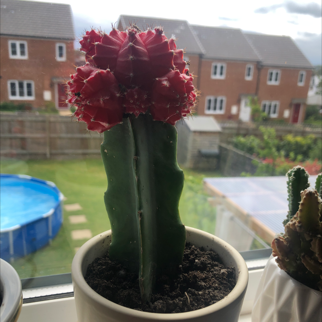 Moon Cactus plant photo by @majaandplants named Iggy on Greg, the plant care app.
