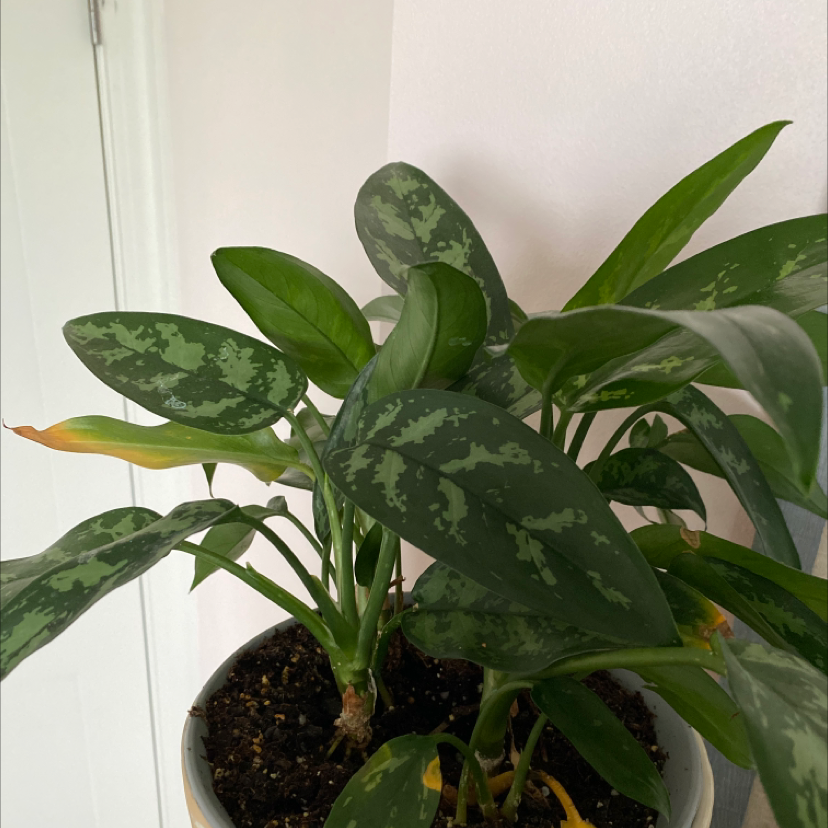 Chinese Evergreen plant photo by @hallenoelle named Gregory Eggory on Greg, the plant care app.