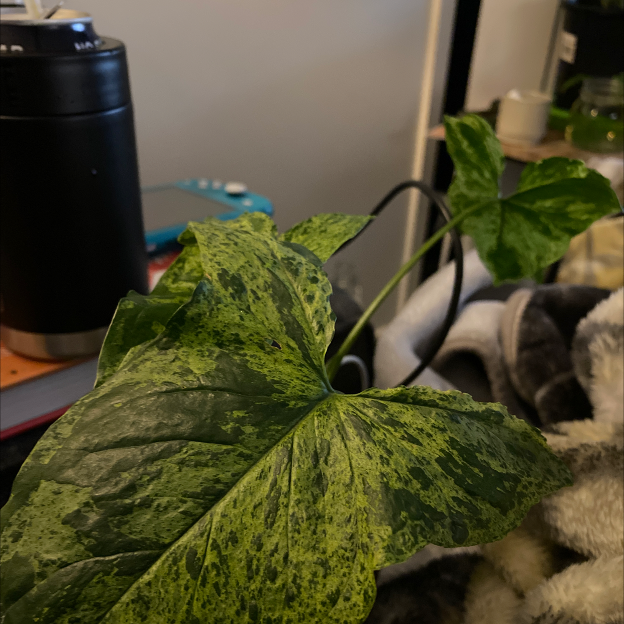 Syngonium podophyllum 'Mojito' with variegated green leaves indoors.