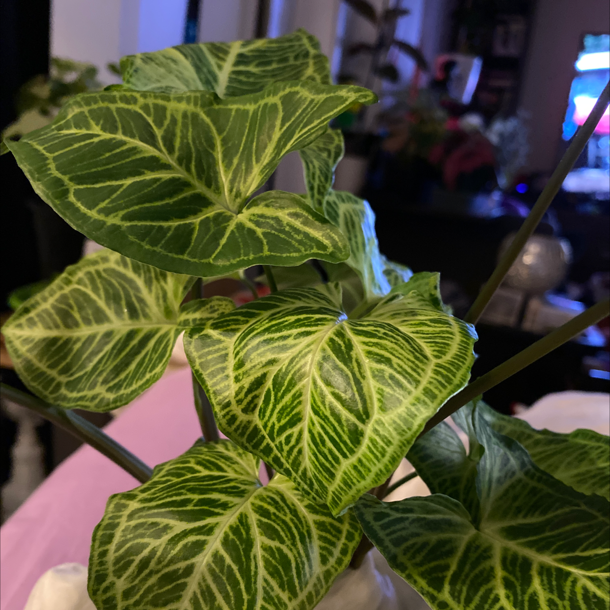 Photo of the plant species Syngonium 'Batik' by @tia.rolfe named Batik on Greg, the plant care app