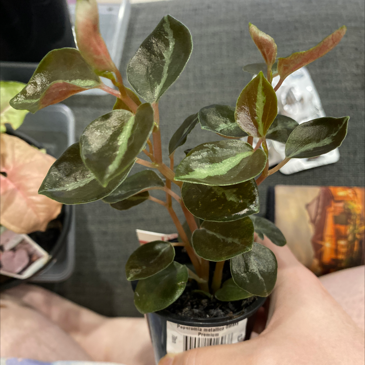 Photo of the plant species Red Tree by @tia.rolfe named Harper on Greg, the plant care app