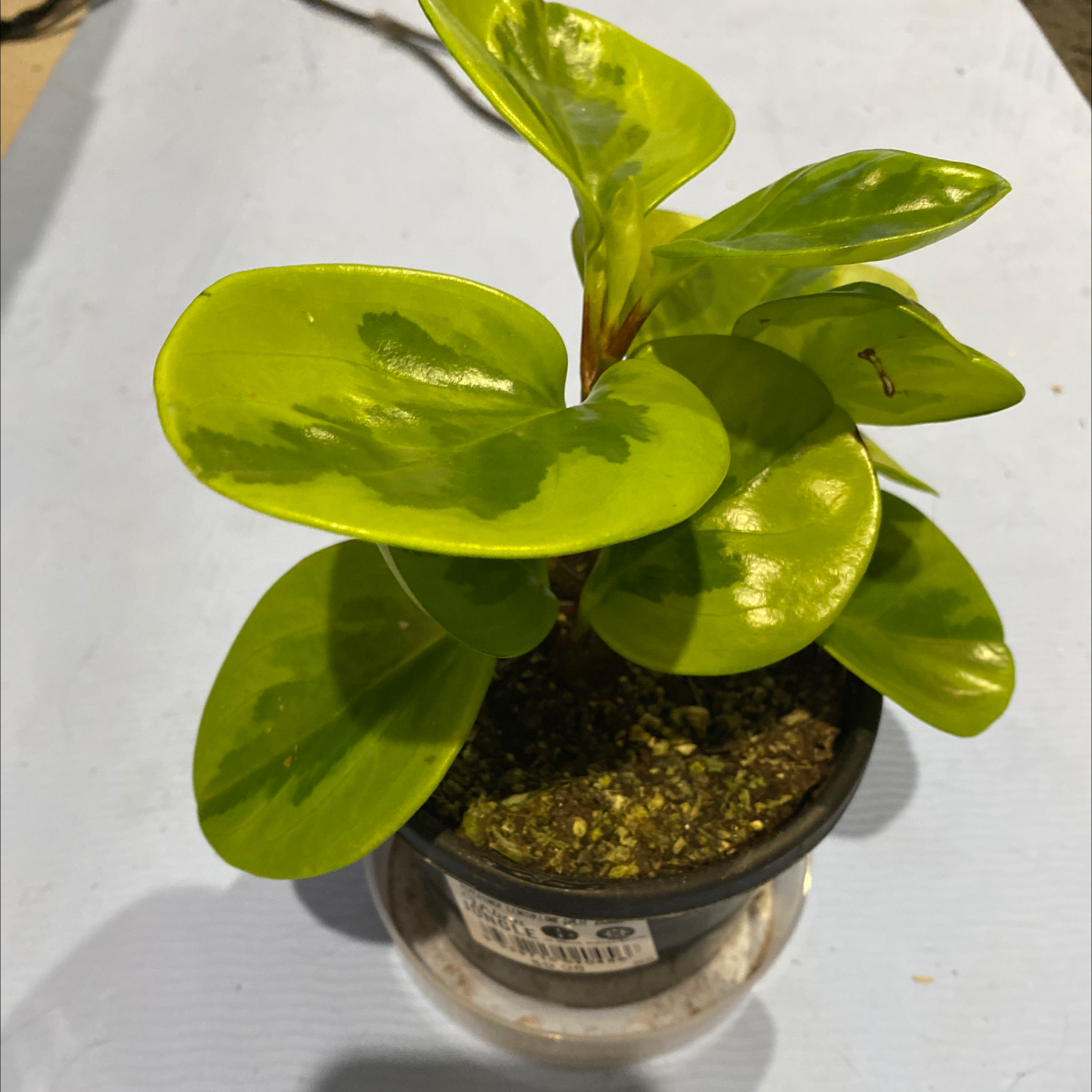 Photo of the plant species Lemon Lime Peperomia by @tia.rolfe named Dale on Greg, the plant care app