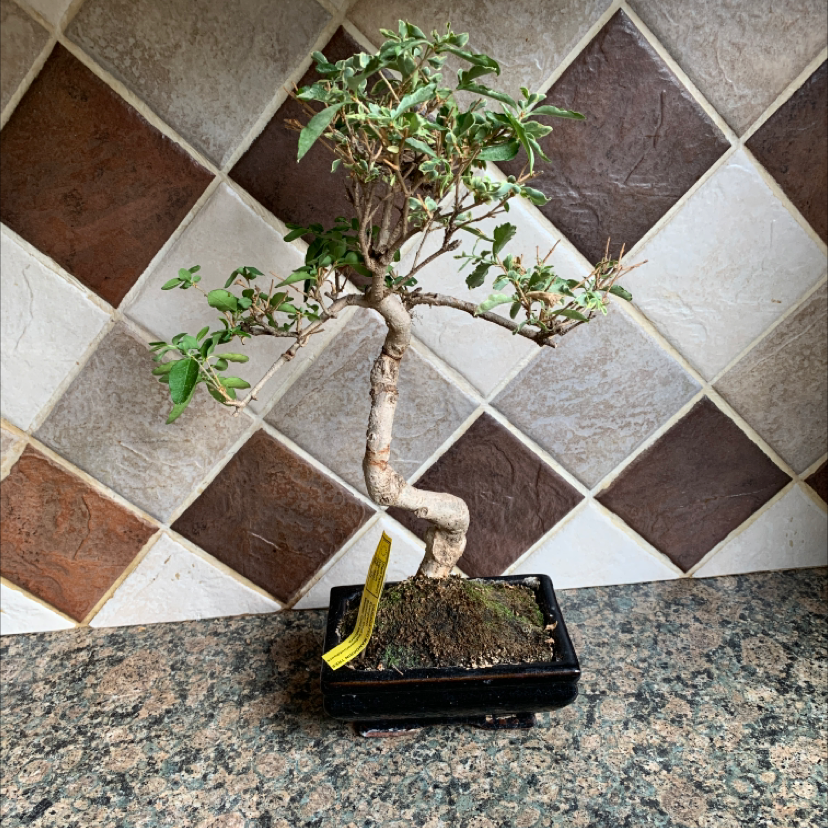 Photo of the plant species Chinese Privet by @georgieworm named Aegle on Greg, the plant care app