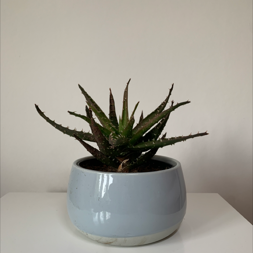 Photo of the plant species Lily of the Desert by @georgieworm named Dmitri on Greg, the plant care app