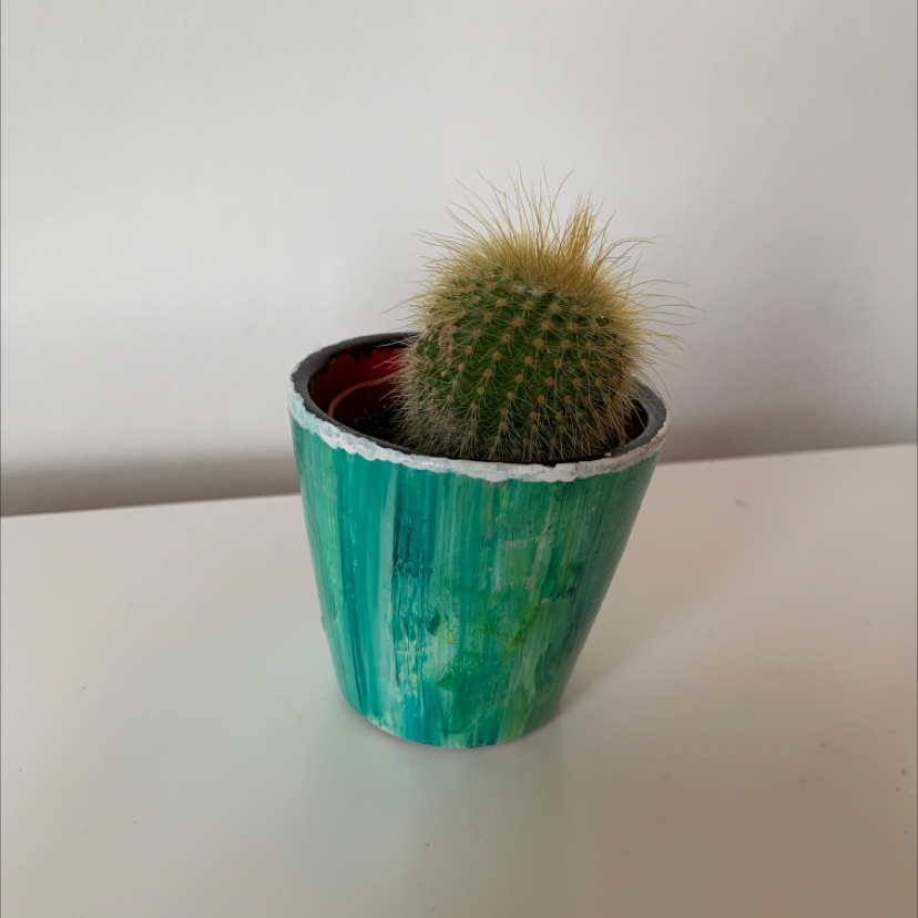 A healthy Silver Ball Cactus in a colorful painted pot.