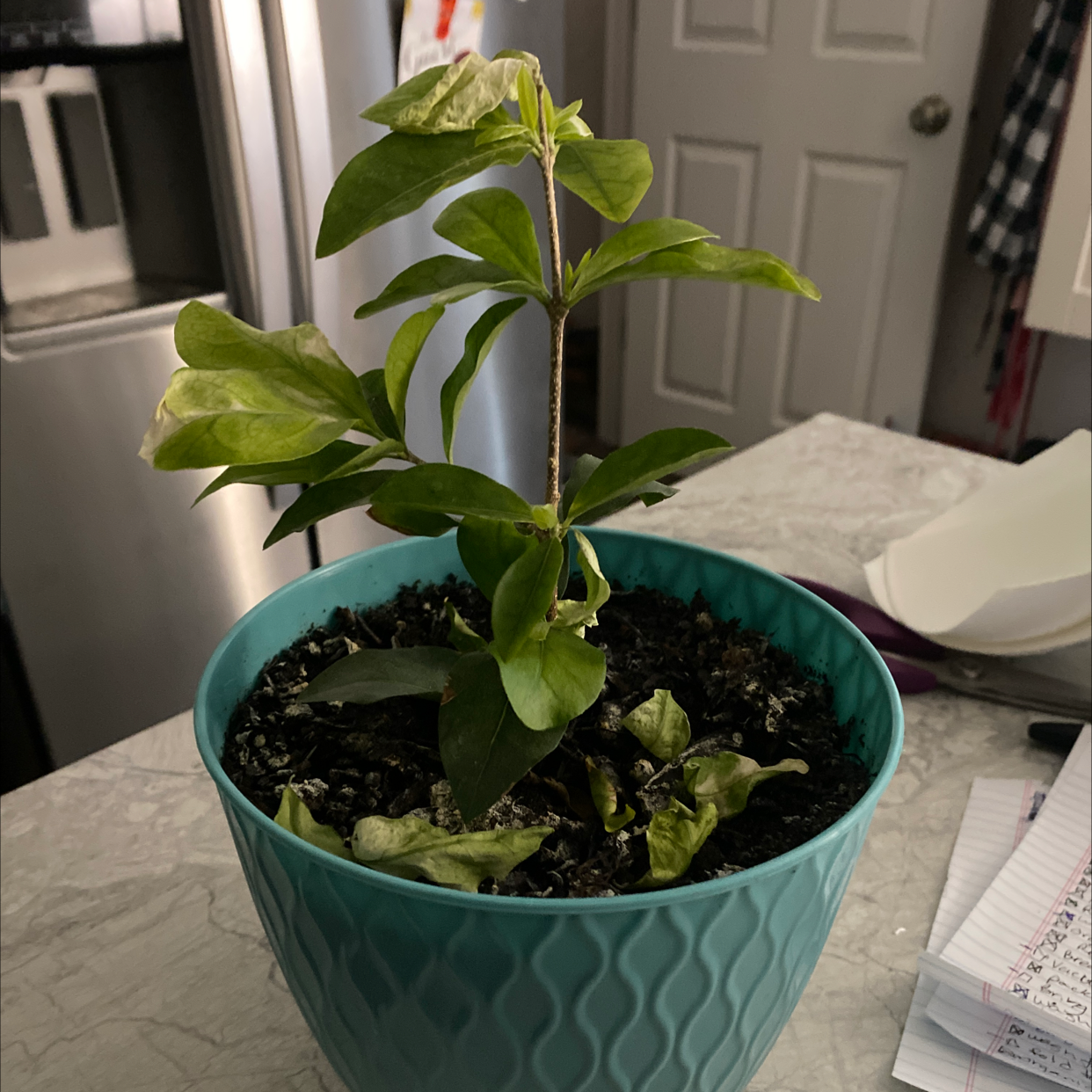 Barbados Cherry plant in a blue pot with some wilting leaves, placed on a countertop.