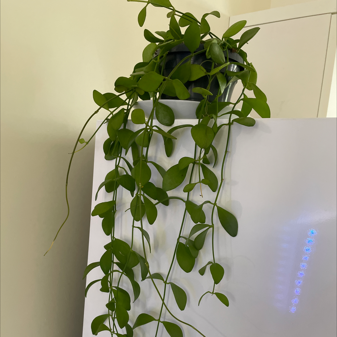 Healthy Dischidia oinatha plant with trailing vines and green leaves on a white surface.