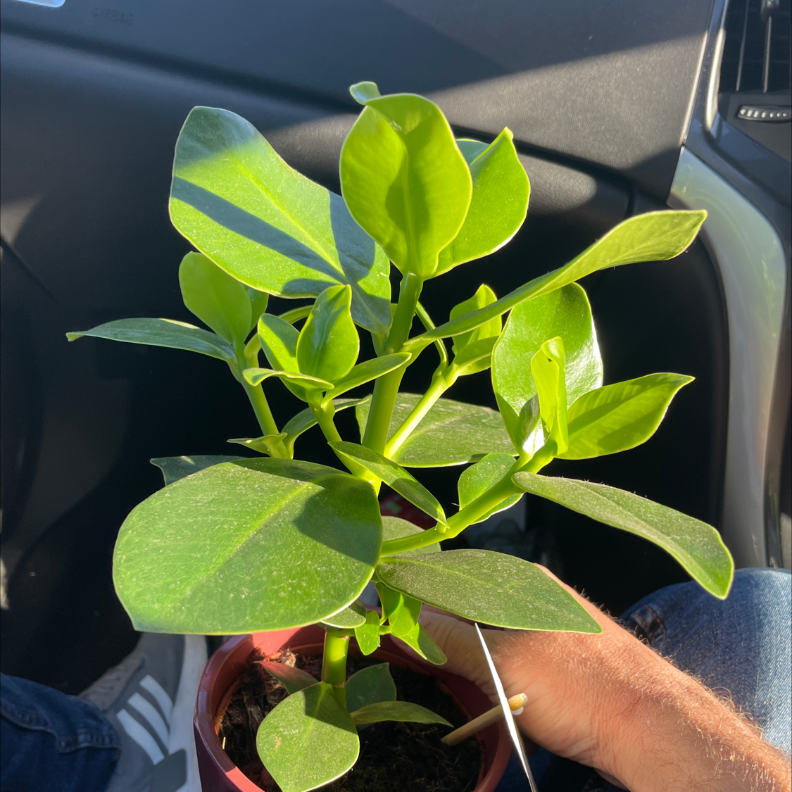 Healthy Autograph Tree with vibrant green leaves in a pot, held by a hand.