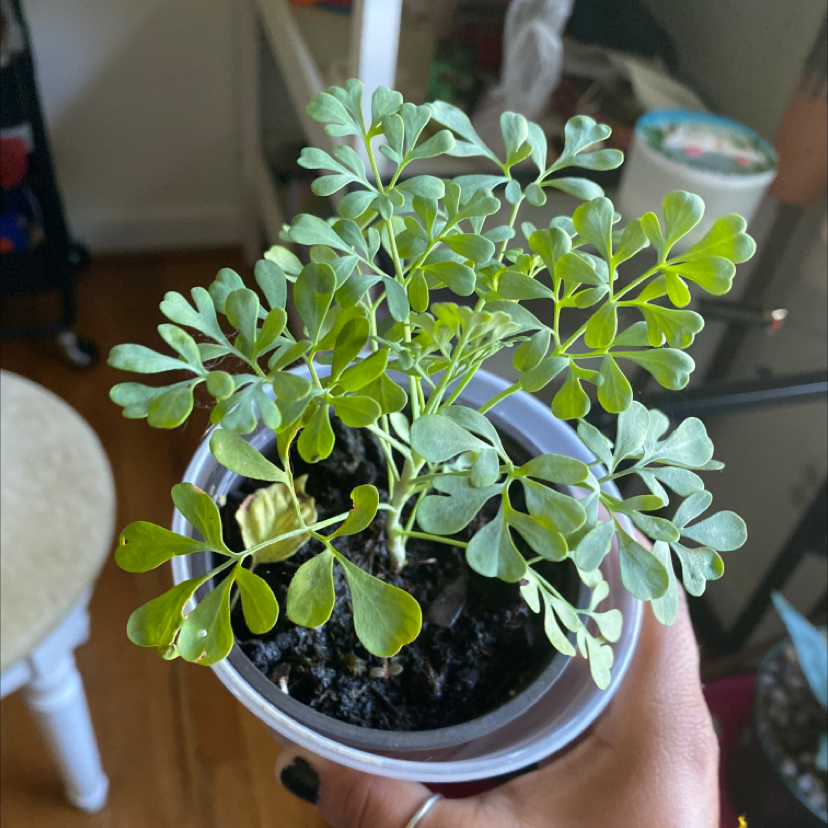 Photo of the plant species Common Rue by @Jade.gonzzo named Zeus on Greg, the plant care app