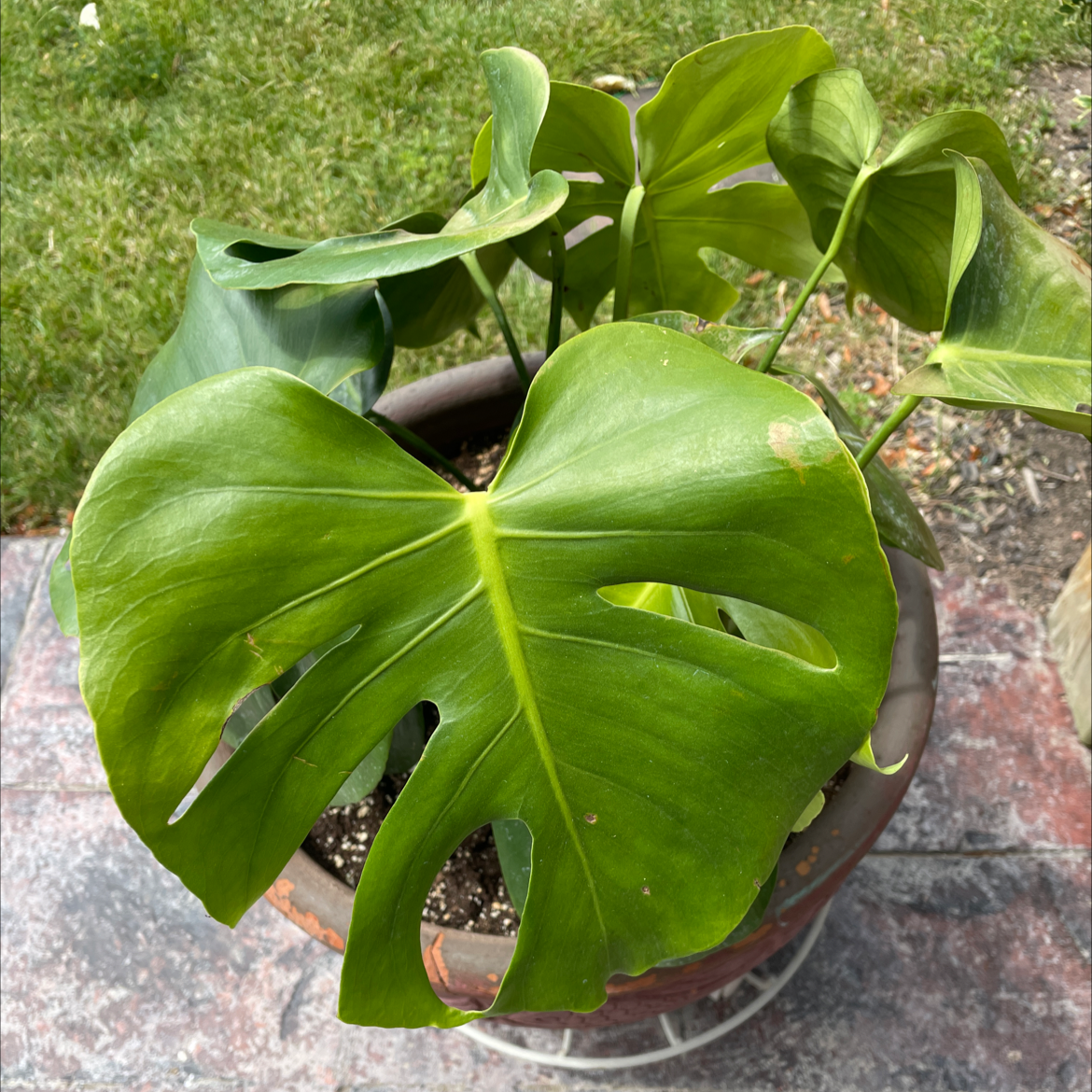 Monstera plant photo by @Mstevenson named Carlo on Greg, the plant care app.