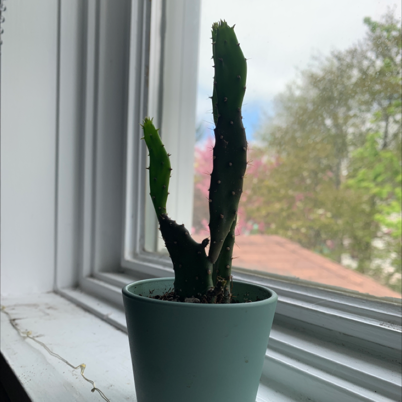 Brazilian Pricklypear plant in a pot on a windowsill with an outdoor view.