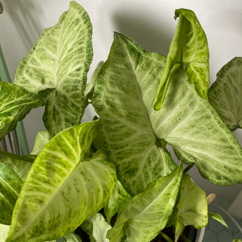 Syngonium 'White Butterfly' plant with variegated leaves, well-framed and in focus.