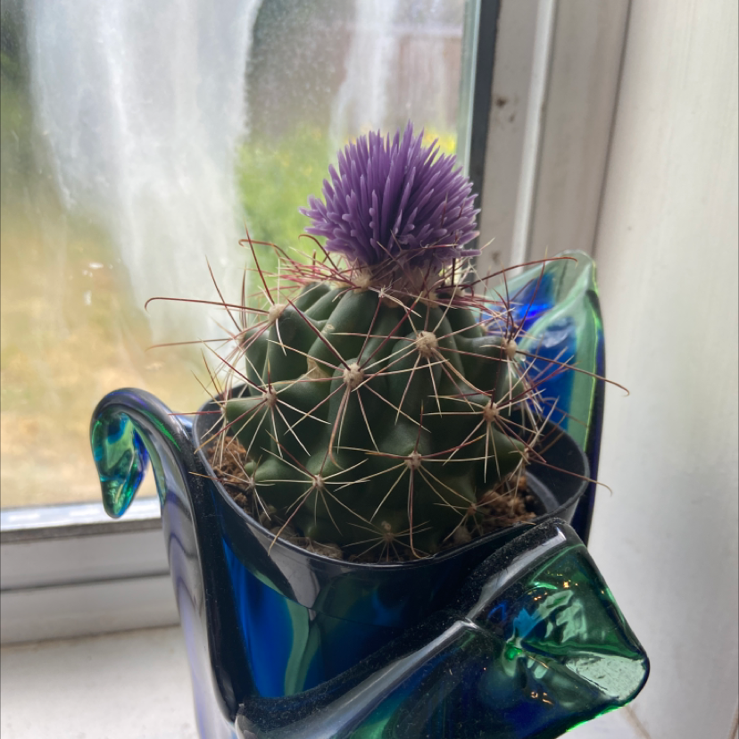 Pincushion Cactus with a purple flower in a decorative pot on a windowsill.