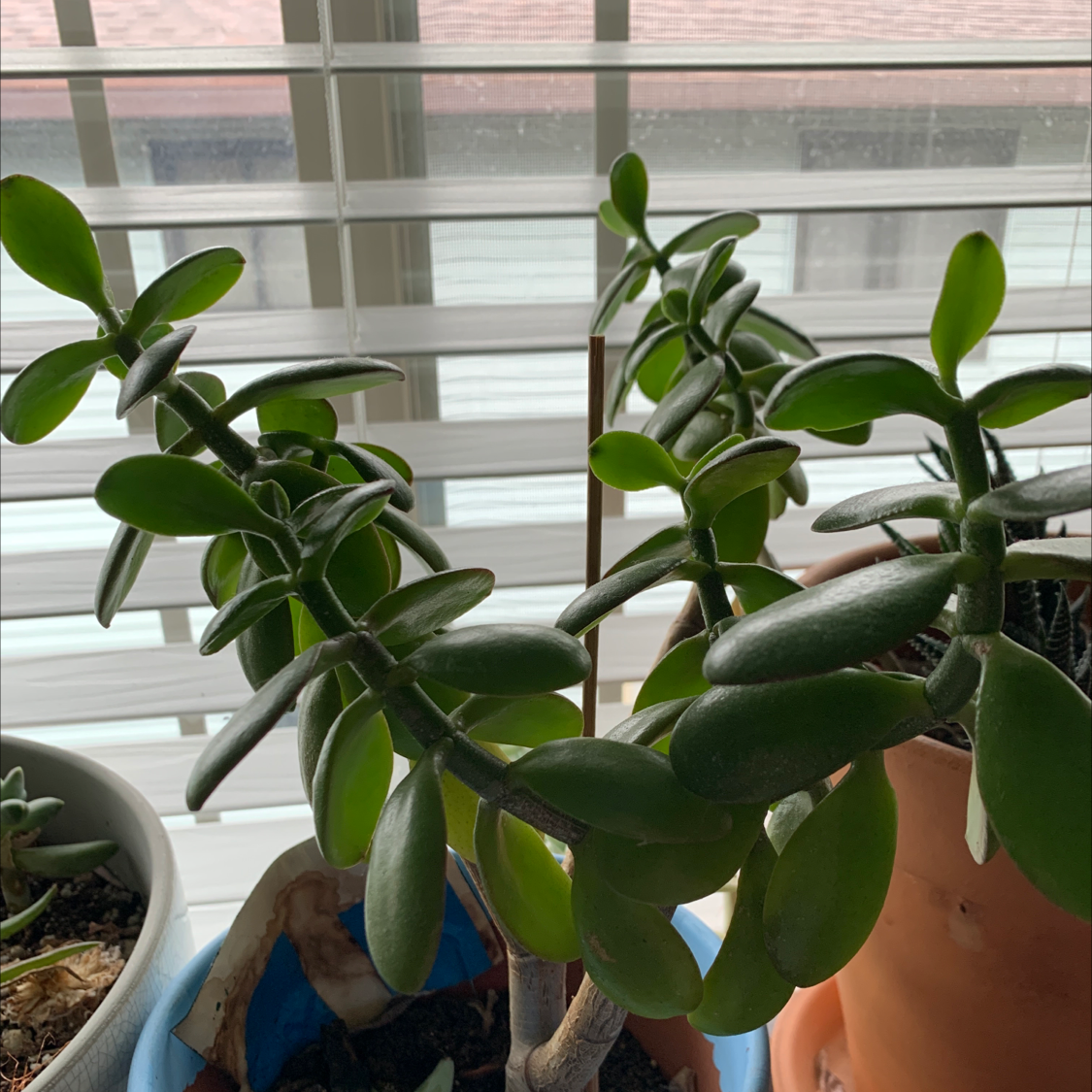 Lucky Plant plant photo by Emma named Jerry on Greg, the plant care app.