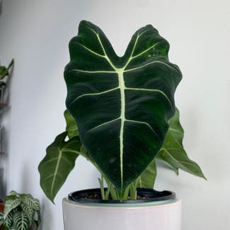 Alocasia Polly Plant plant in Nashville, Tennessee