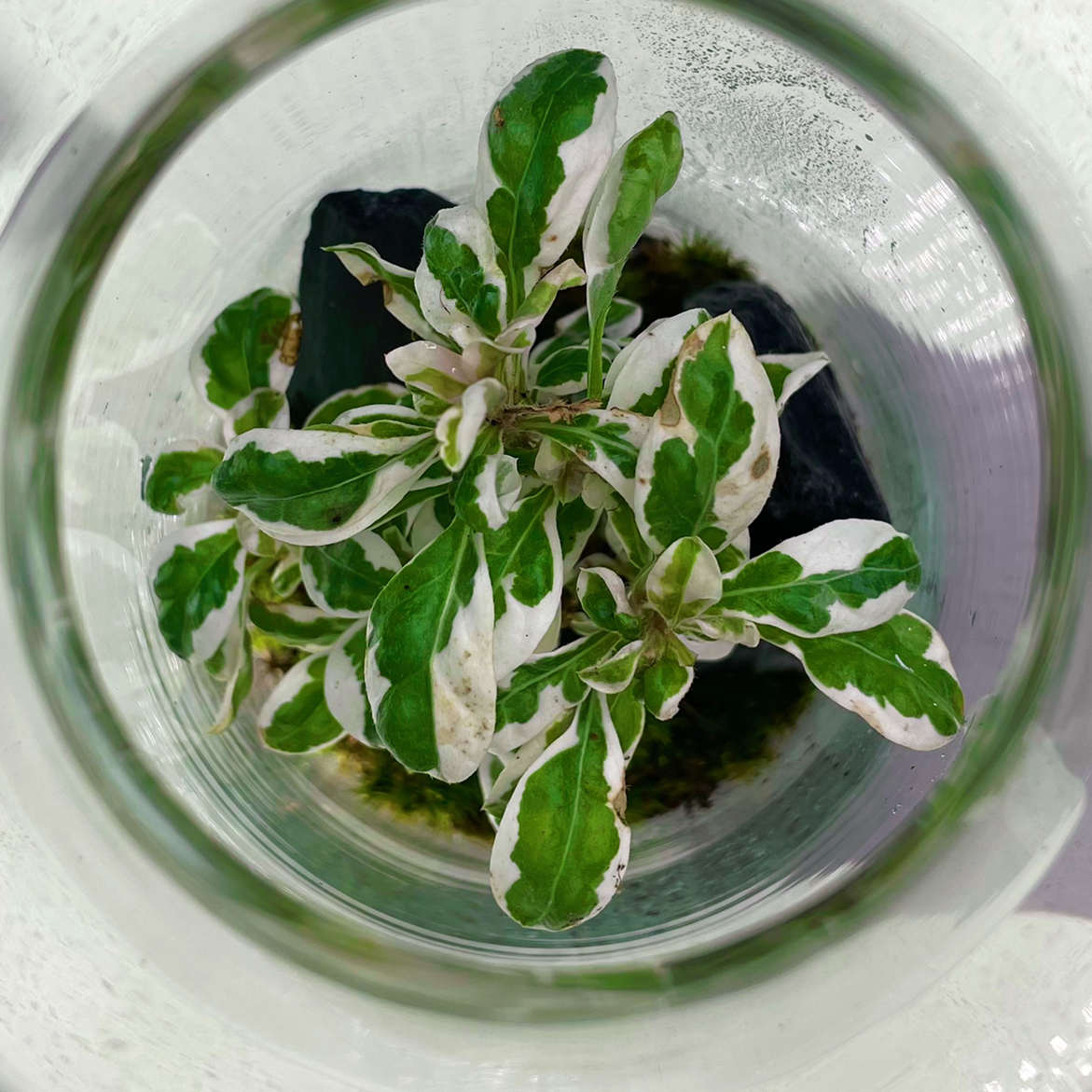 Top-down view of a Mirror Bush plant with variegated leaves in a glass container. Some leaves show browning.