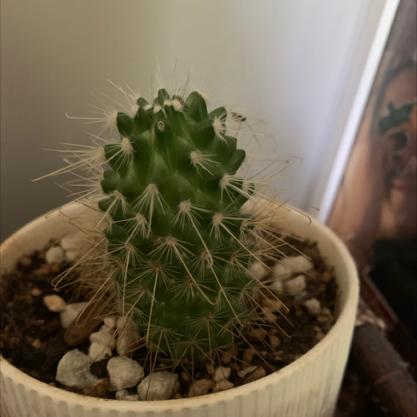 Golden Barrel Cactus plant photo by @gmuck named Daphne on Greg, the plant care app.