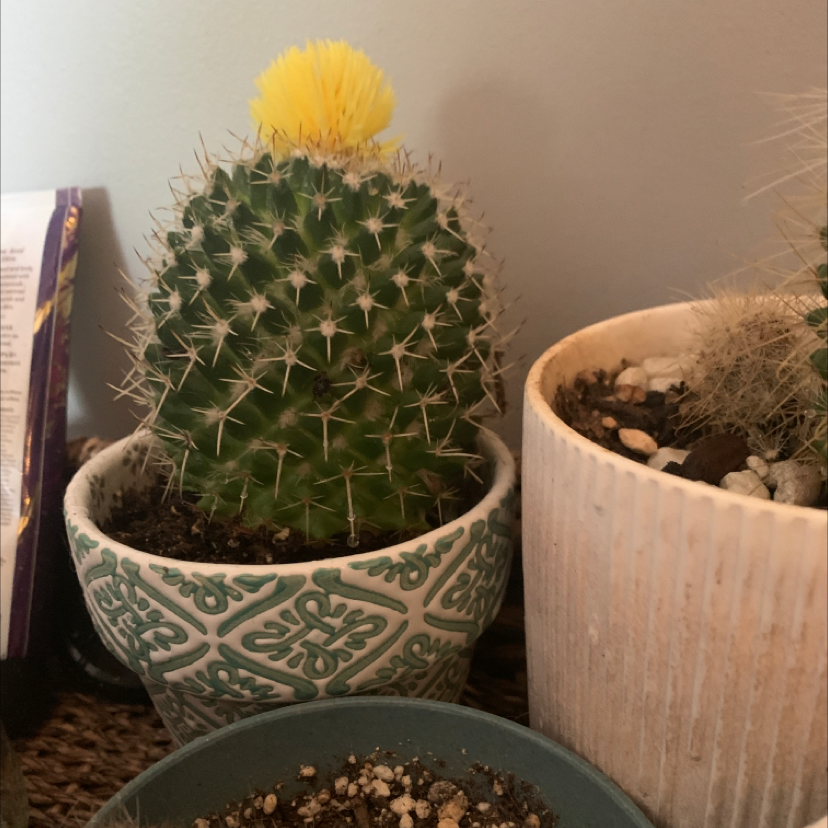 Blue Barrel Cactus in a decorative pot with a yellow bloom on top.