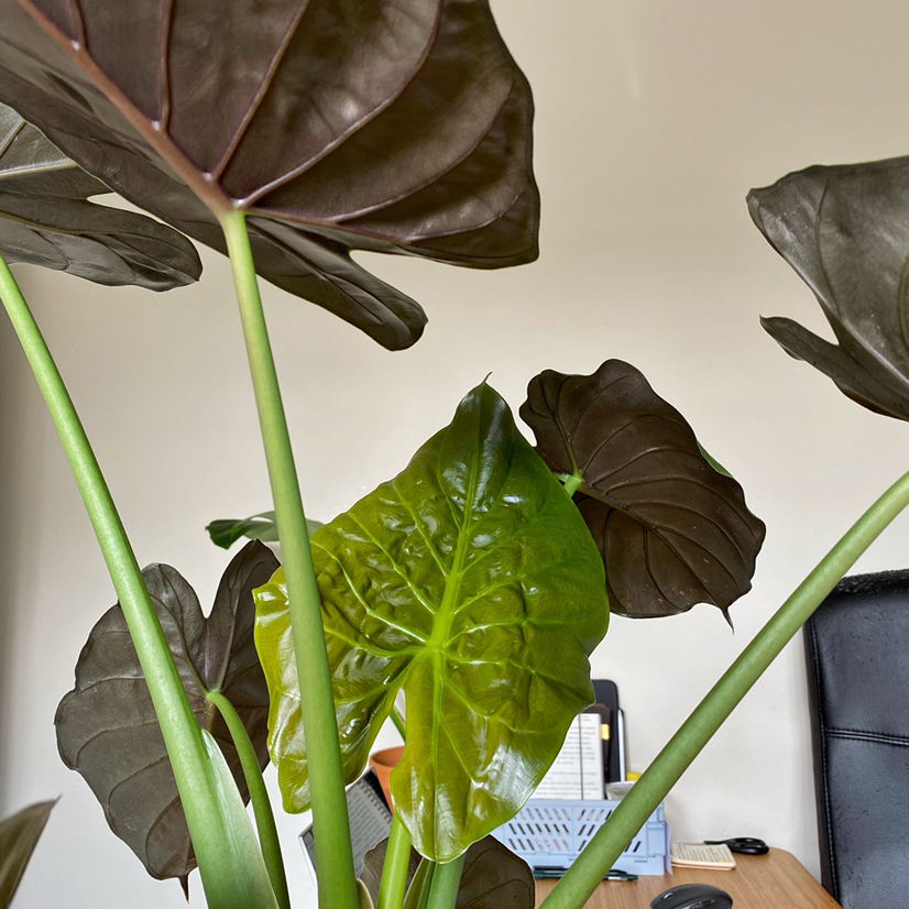 New Guinea Shield plant with a mix of green and dark leaves, indoors with office furniture in the background.