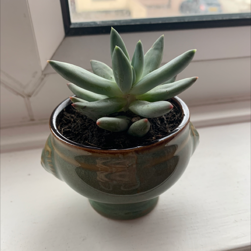 Pachyphytum hookeri succulent in a small pot on a windowsill.