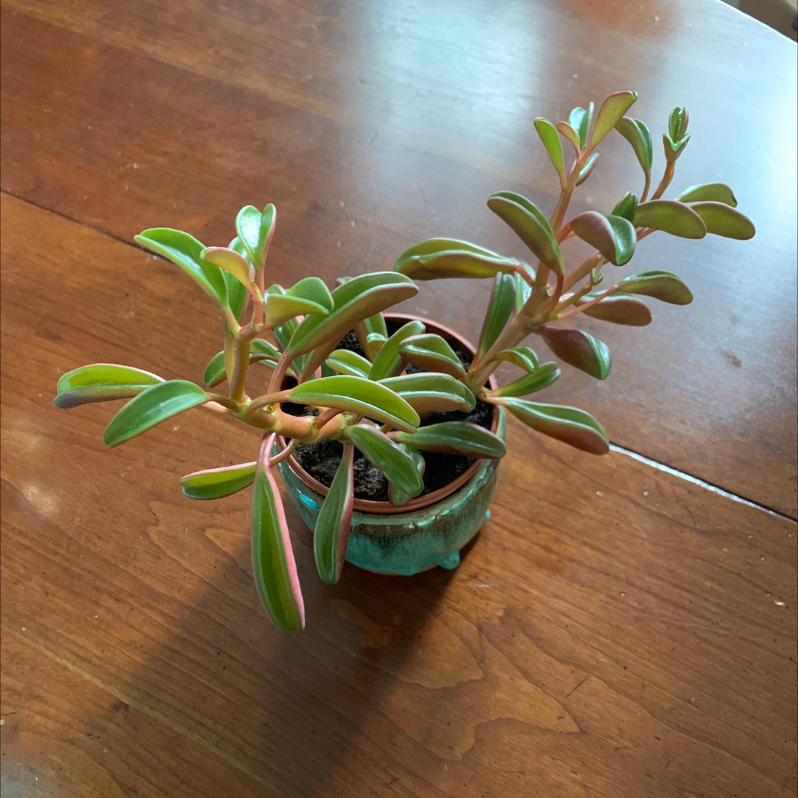 Photo of the plant species Peperomia graveolens 'Ruby Glow' by @ixheartxsporks named Sly on Greg, the plant care app