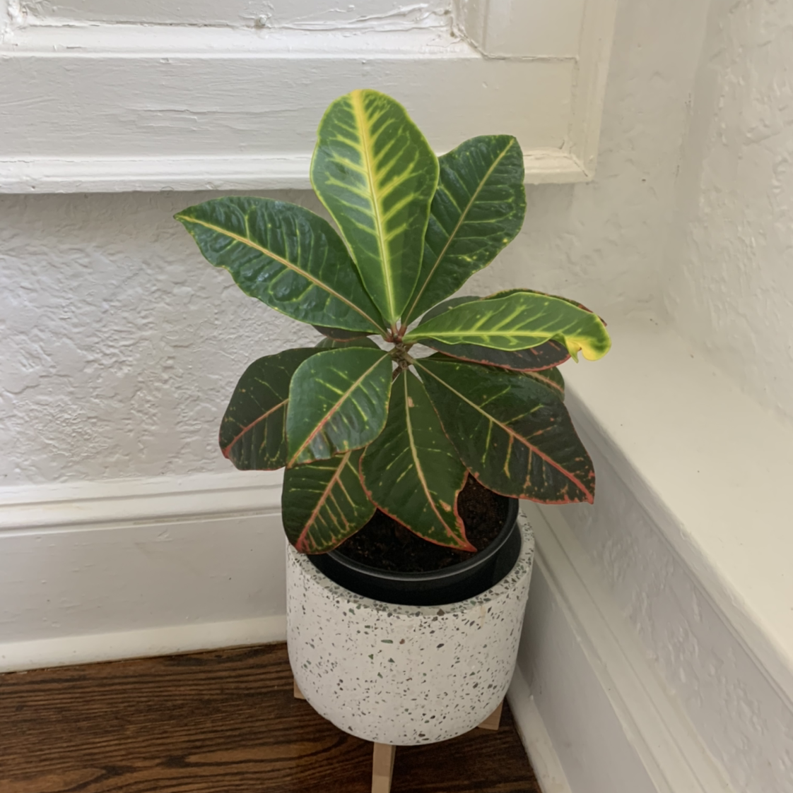 Photo of the plant species Gold Dust Croton by @ixheartxsporks named Carl on Greg, the plant care app