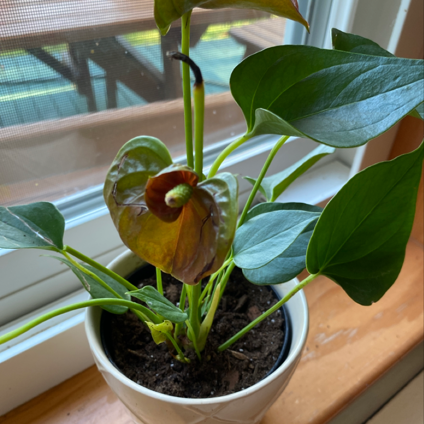 A healthy Painter's Palette plant with vibrant variegated leaves showing white, pink and red veins. One leaf is yellowing.