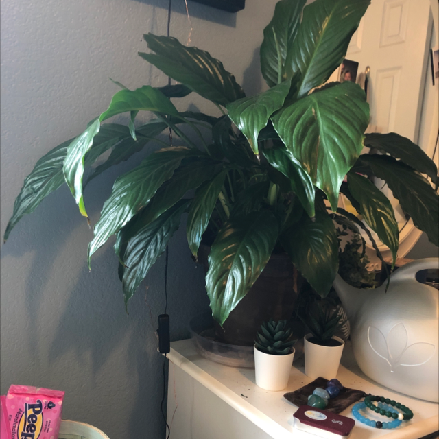 Peace Lily plant photo by @sophiesgarden named phoebe on Greg, the plant care app.