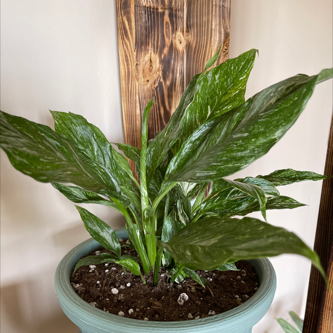 Domino Peace Lily in a pot with healthy green leaves and visible soil.