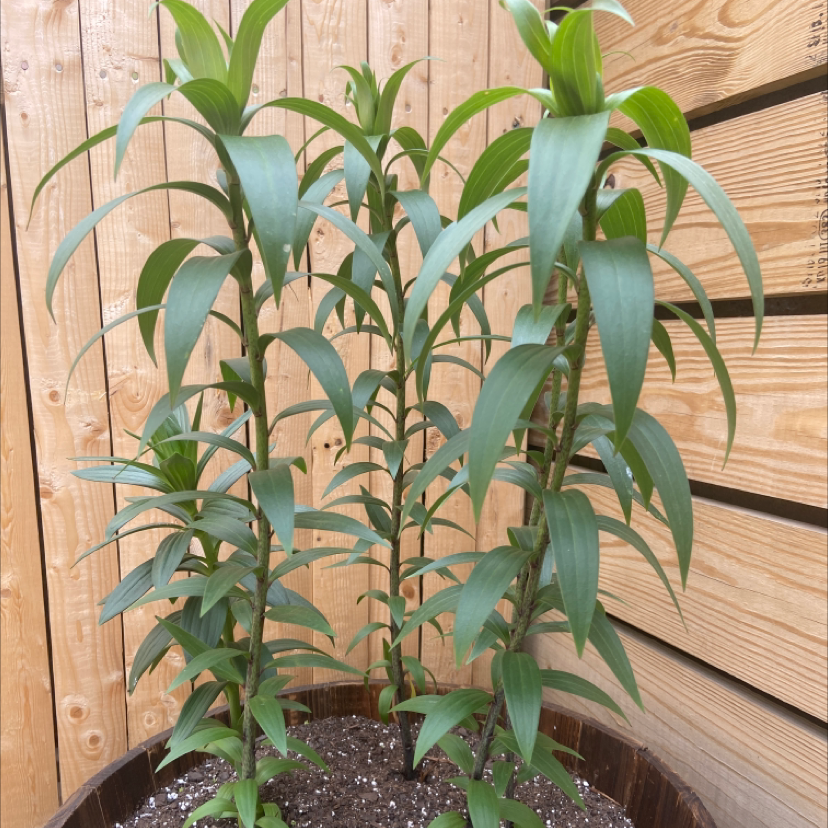 Photo of the plant species Tiger Lily by @cws0079 named Sir Plancelot on Greg, the plant care app