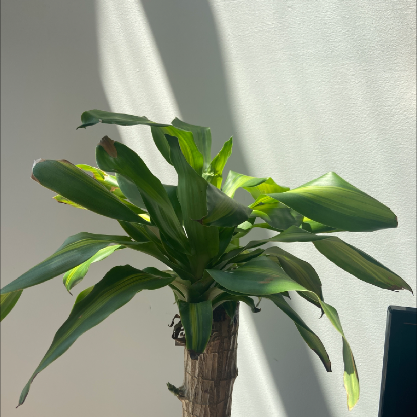 Photo of the plant species Cornstalk Dracaena by @cws0079 named Tree Diddy on Greg, the plant care app